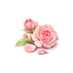 Bougie parfum rose florale
